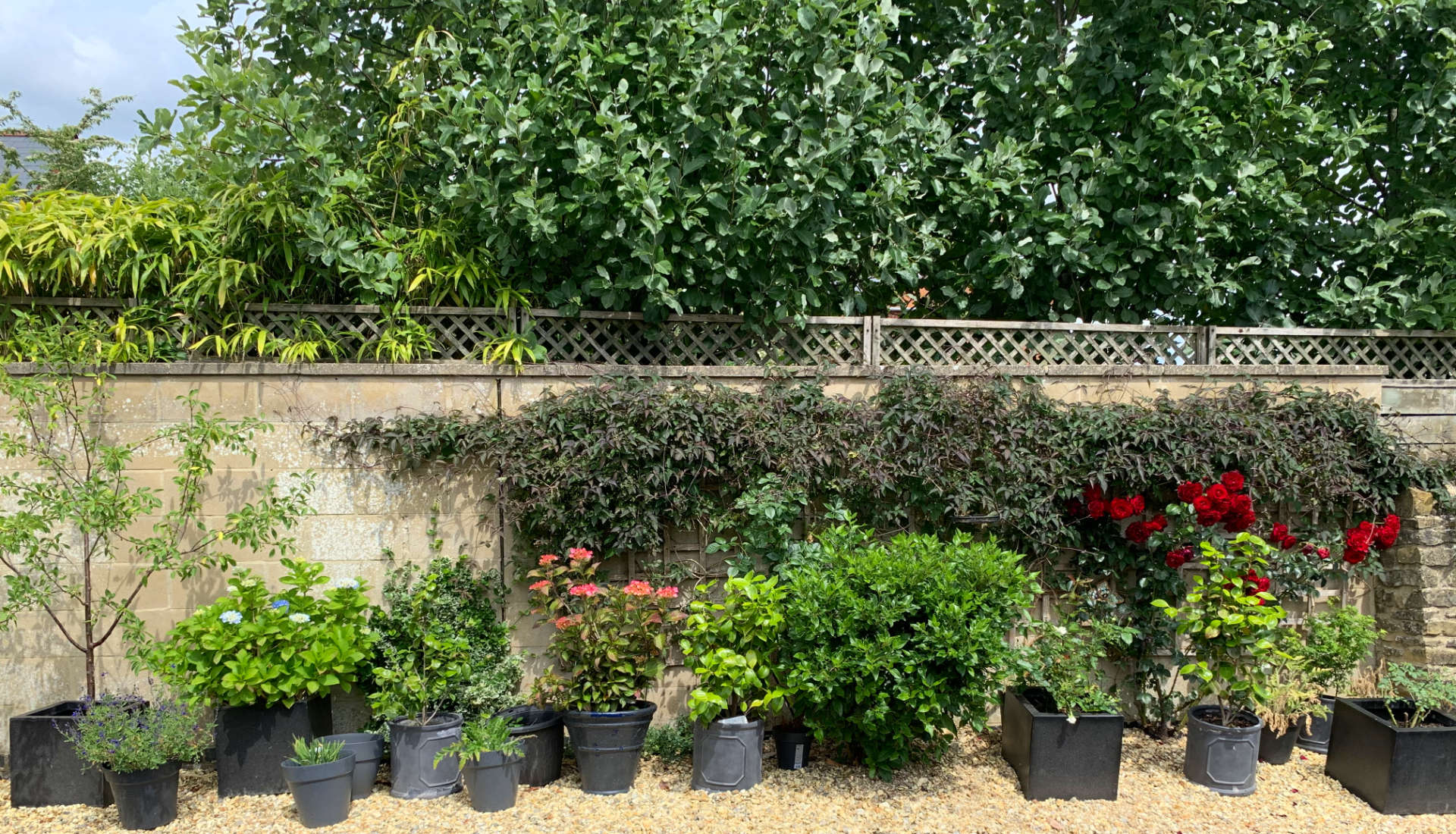 Flowers in The Old Bungalow Garden
